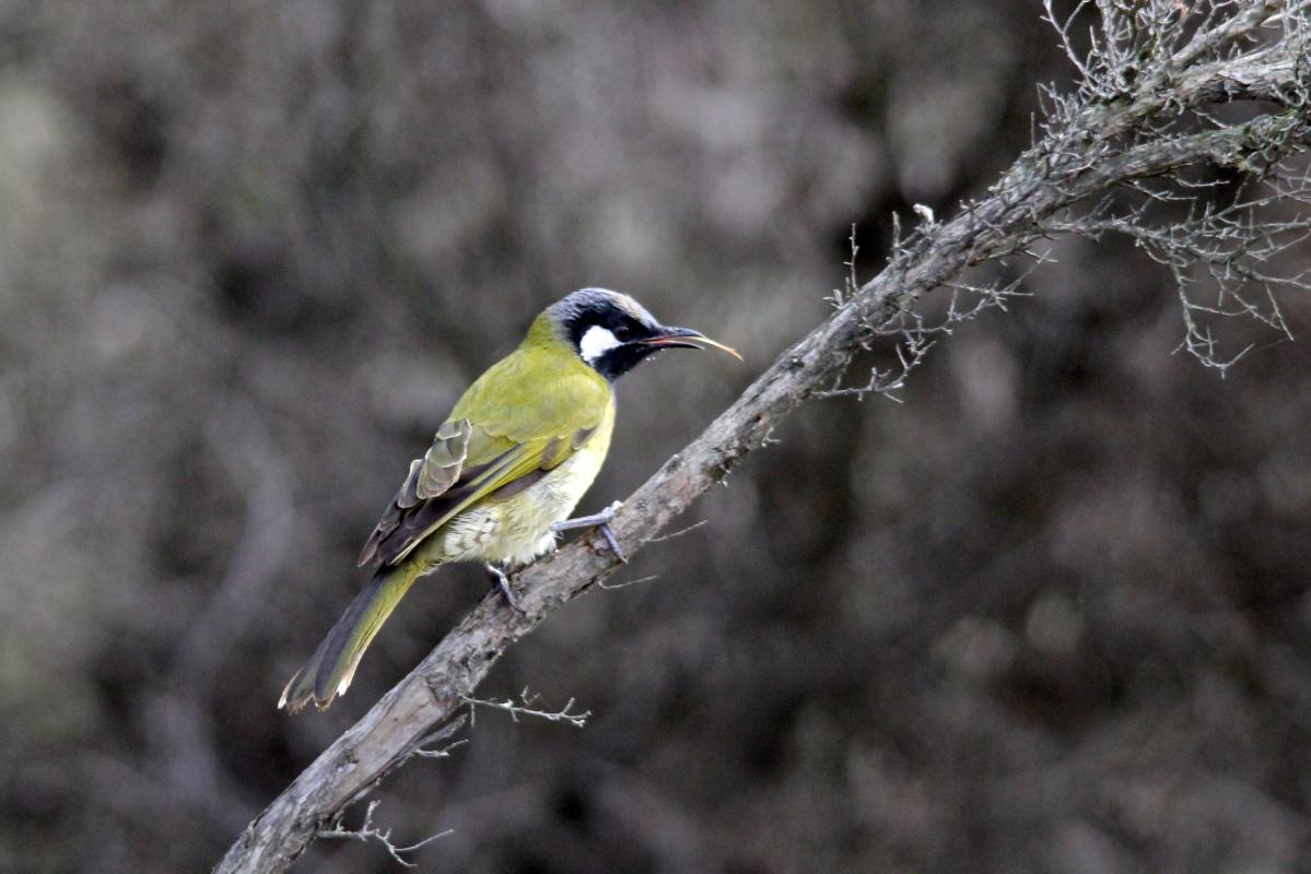 White-eared Honeyeater (Lichenostomus leucotis)