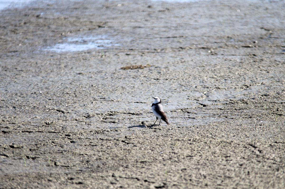 White-fronted Chat (Epthianura albifrons)