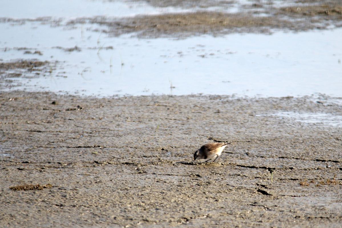 White-fronted Chat (Epthianura albifrons)