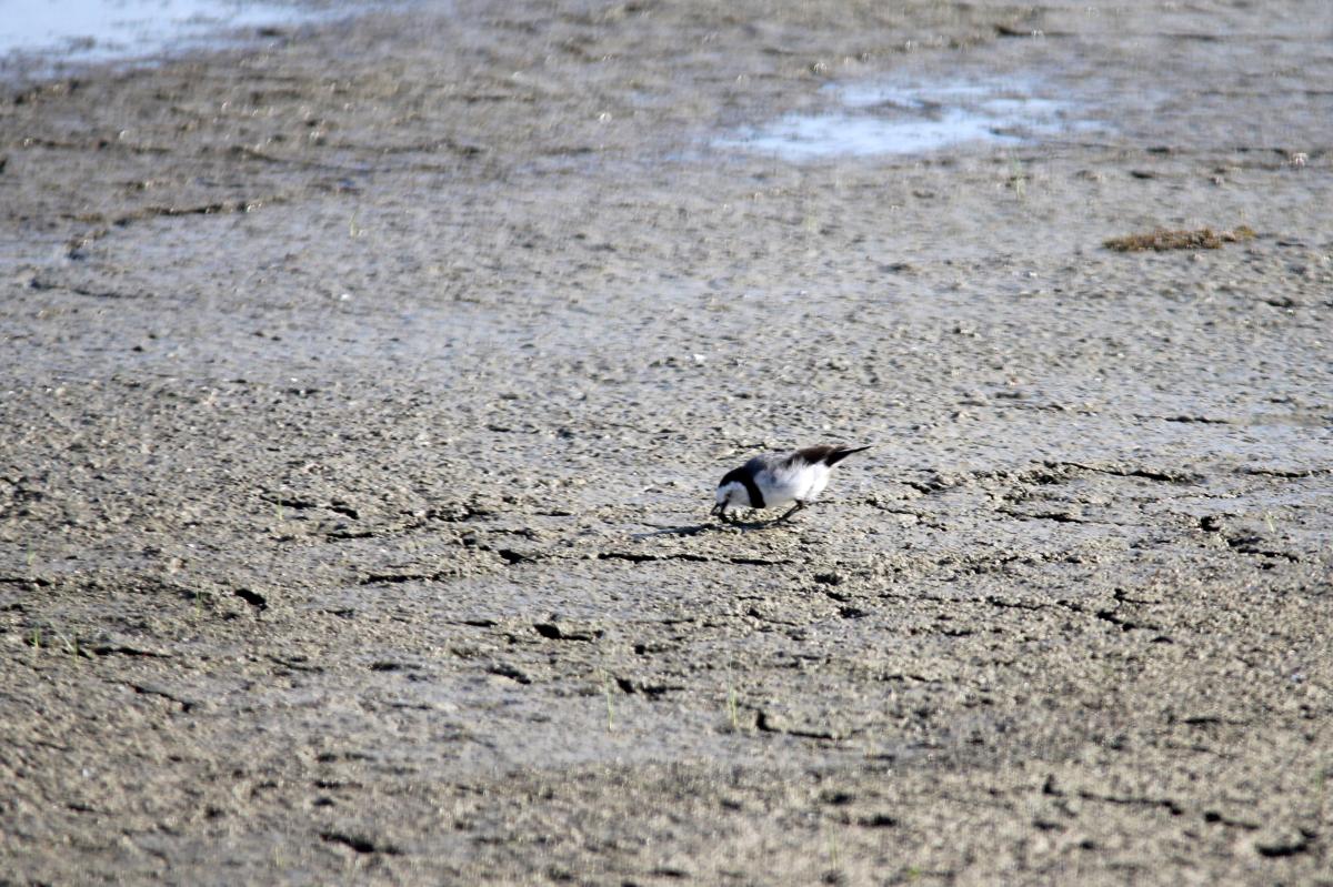 White-fronted Chat (Epthianura albifrons)