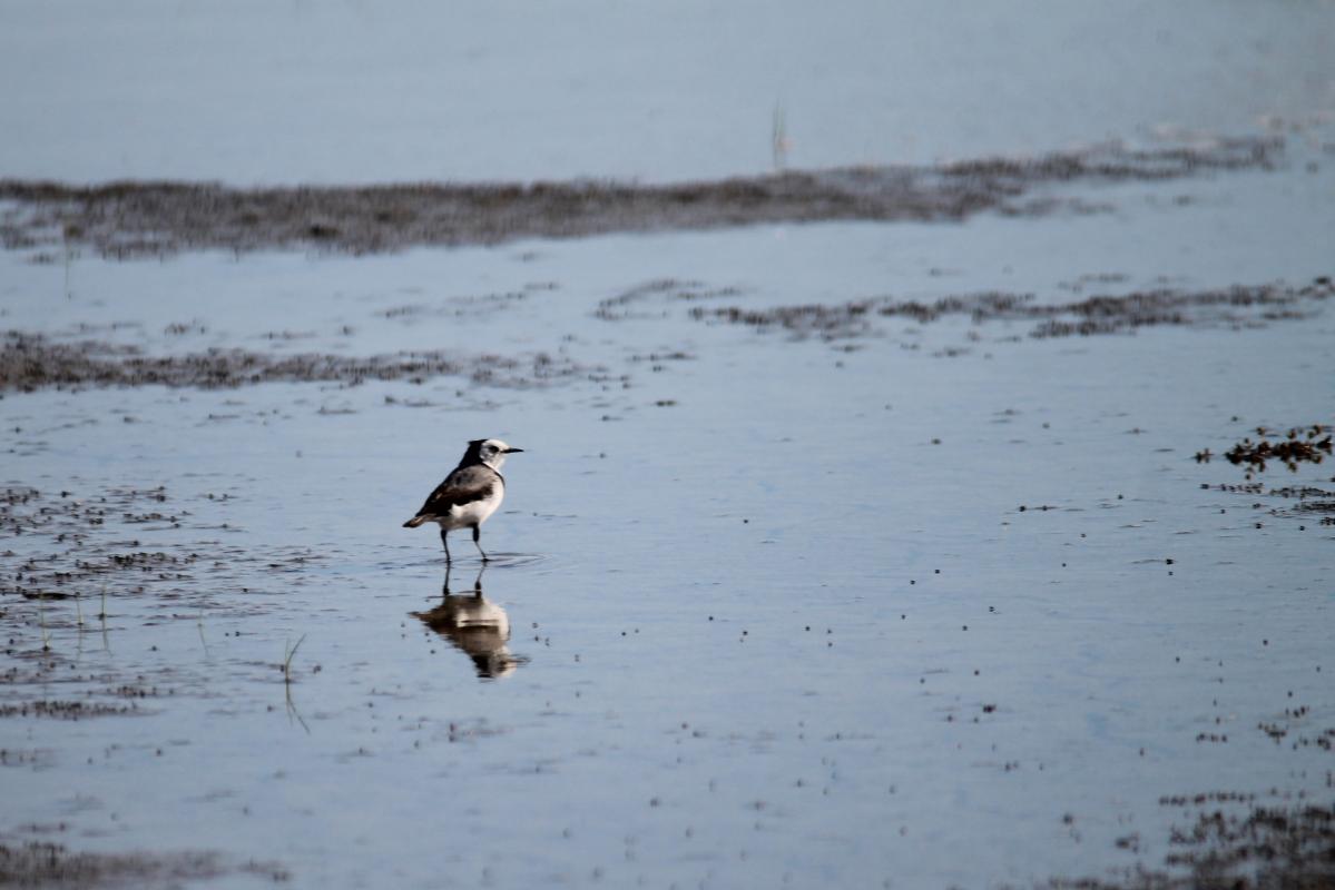 White-fronted Chat (Epthianura albifrons)