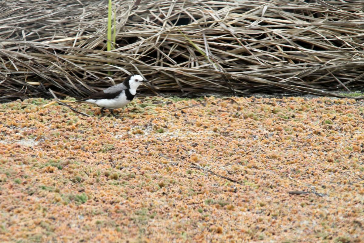 White-fronted Chat (Epthianura albifrons)