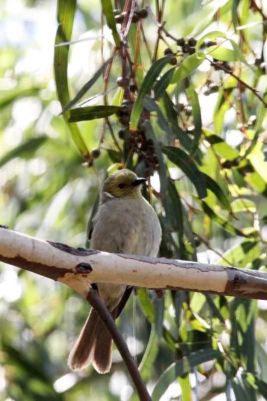 White-plumed Honeyeater (Lichenostomus penicillatus)