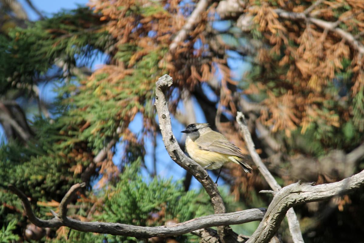 Yellow-rumped Thornbill (Acanthiza chrysorrhoa)