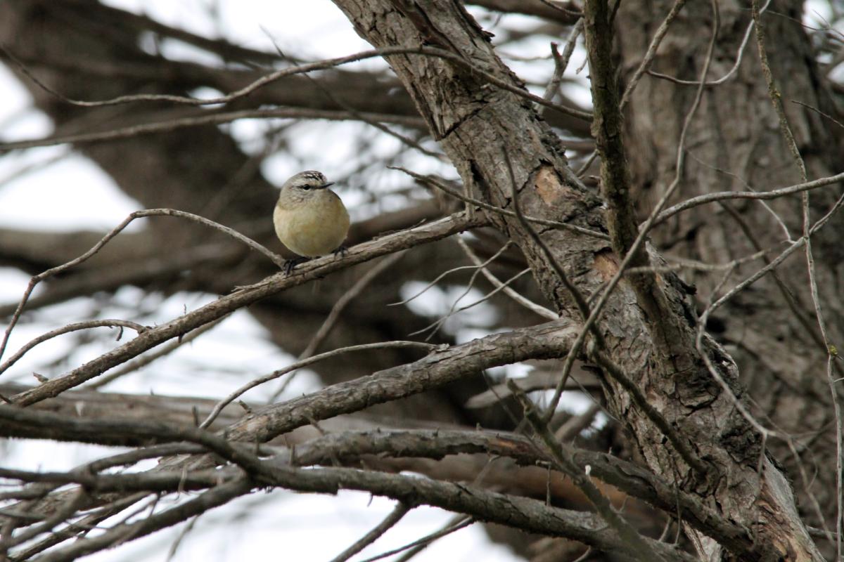 Yellow-rumped Thornbill (Acanthiza chrysorrhoa)