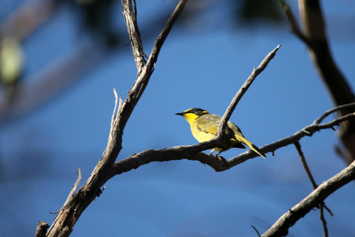 Yellow-tufted Honeyeater (Lichenostomus melanops)