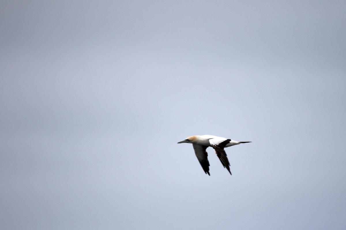 Australasian Gannet (Morus serrator)