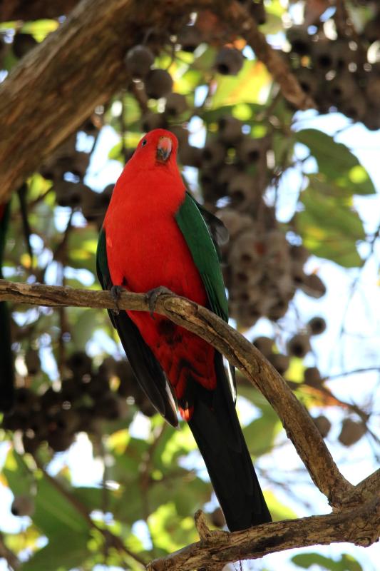 Australian King Parrot (Alisterus scapularis)