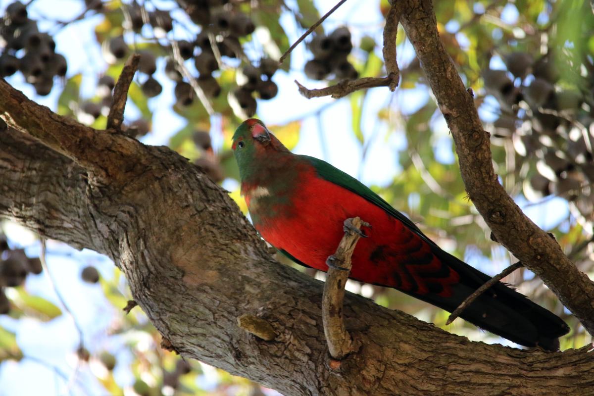 Australian King Parrot (Alisterus scapularis)