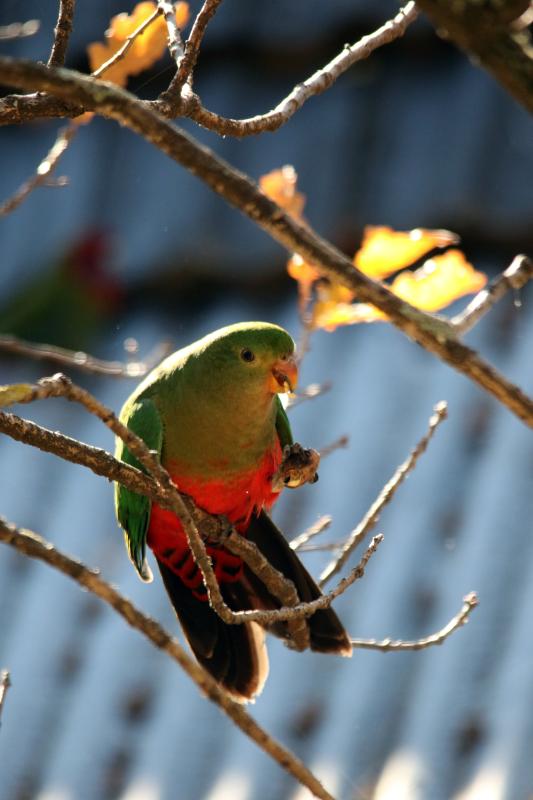 Australian King Parrot (Alisterus scapularis)