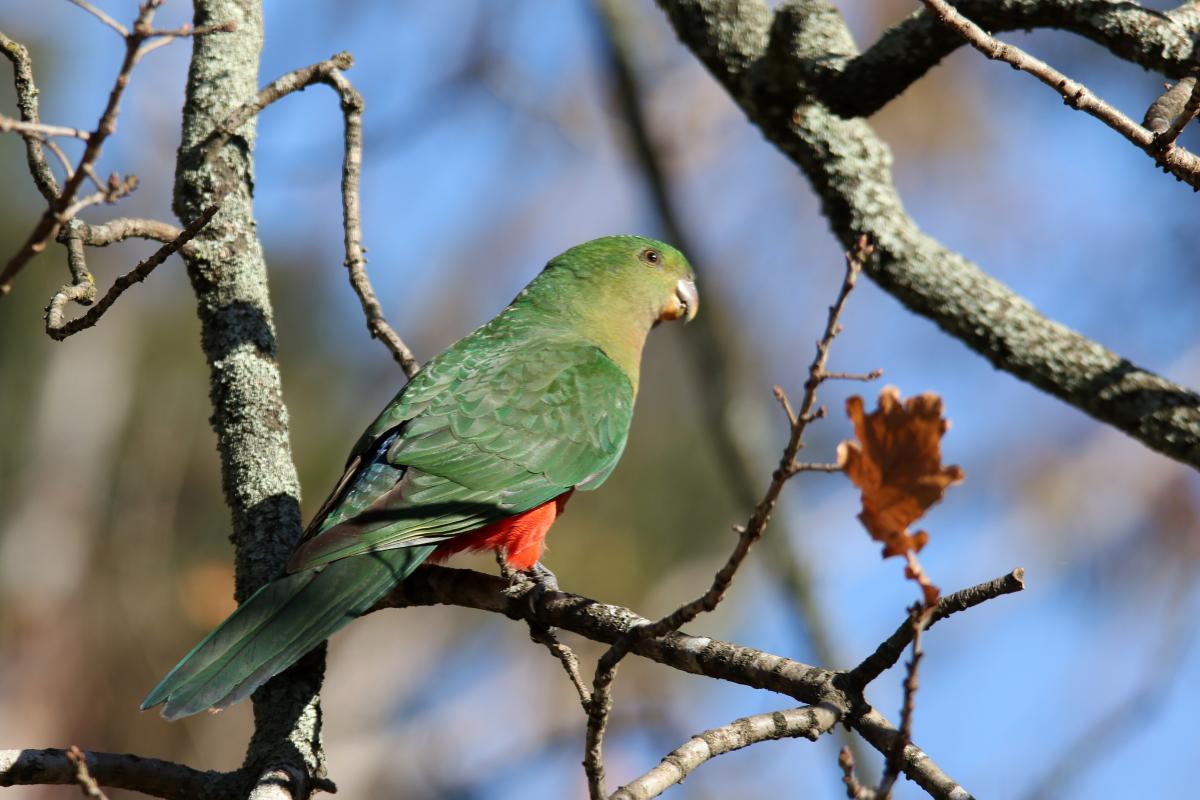 Australian King Parrot (Alisterus scapularis)