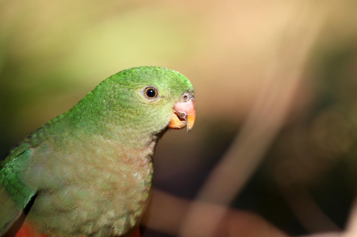 Australian King Parrot (Alisterus scapularis)