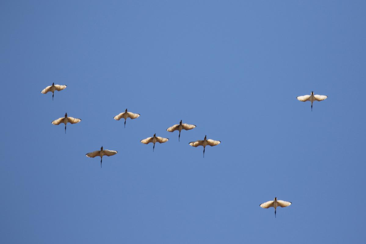 Australian White Ibis (Threskiornis molucca)