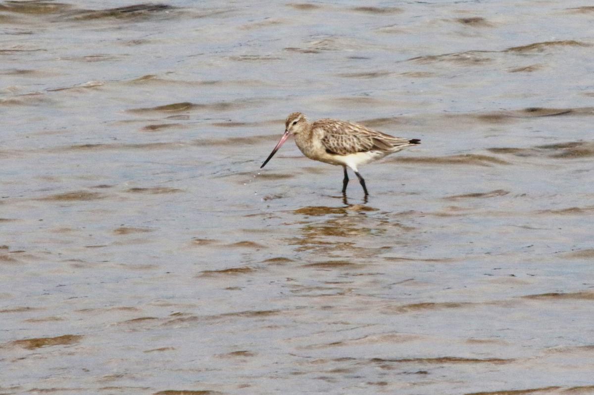 Bar-tailed godwit (Limosa lapponica)