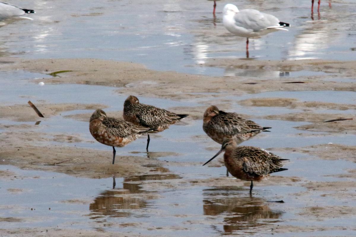 Bar-tailed godwit (Limosa lapponica)