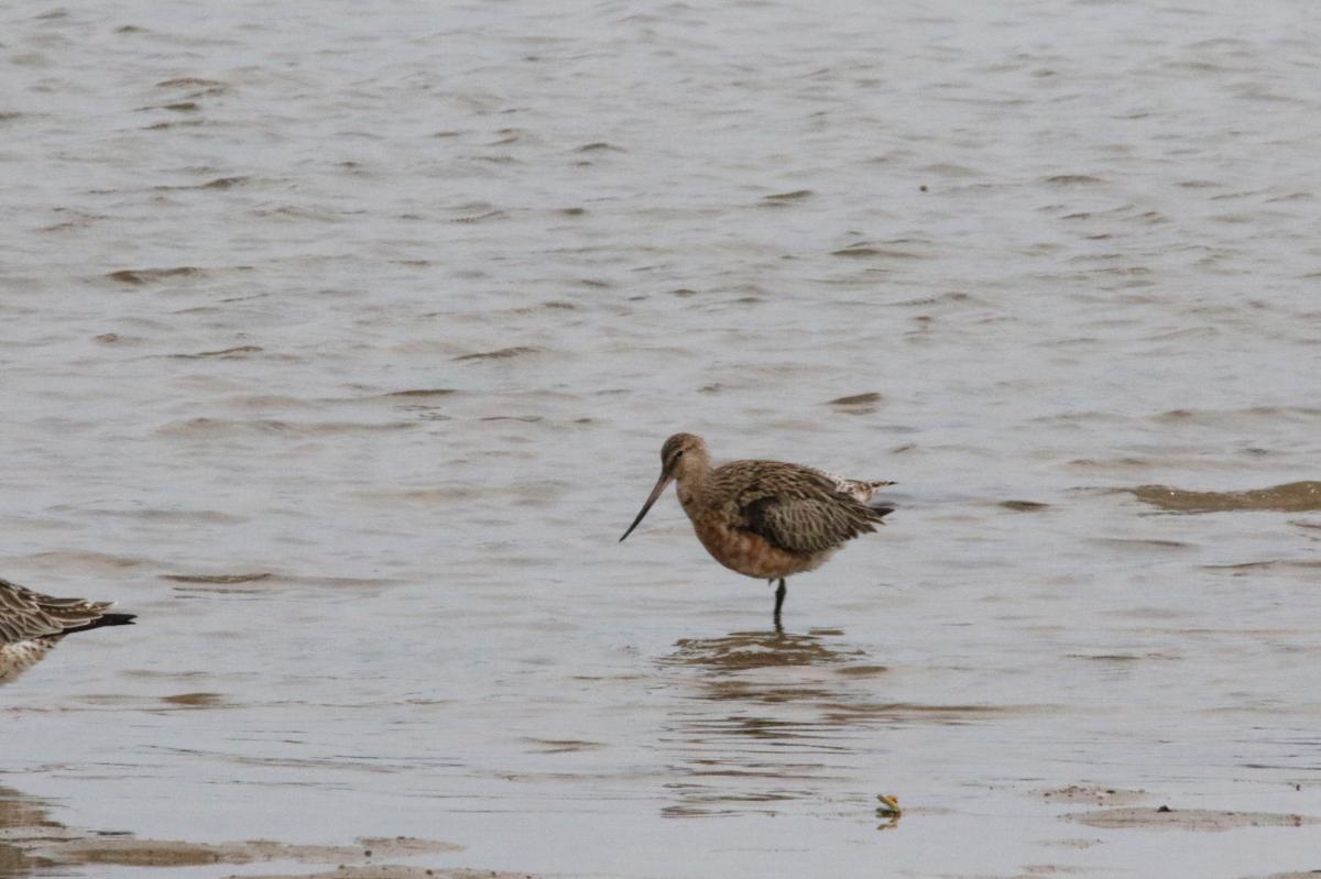 Bar-tailed godwit (Limosa lapponica)