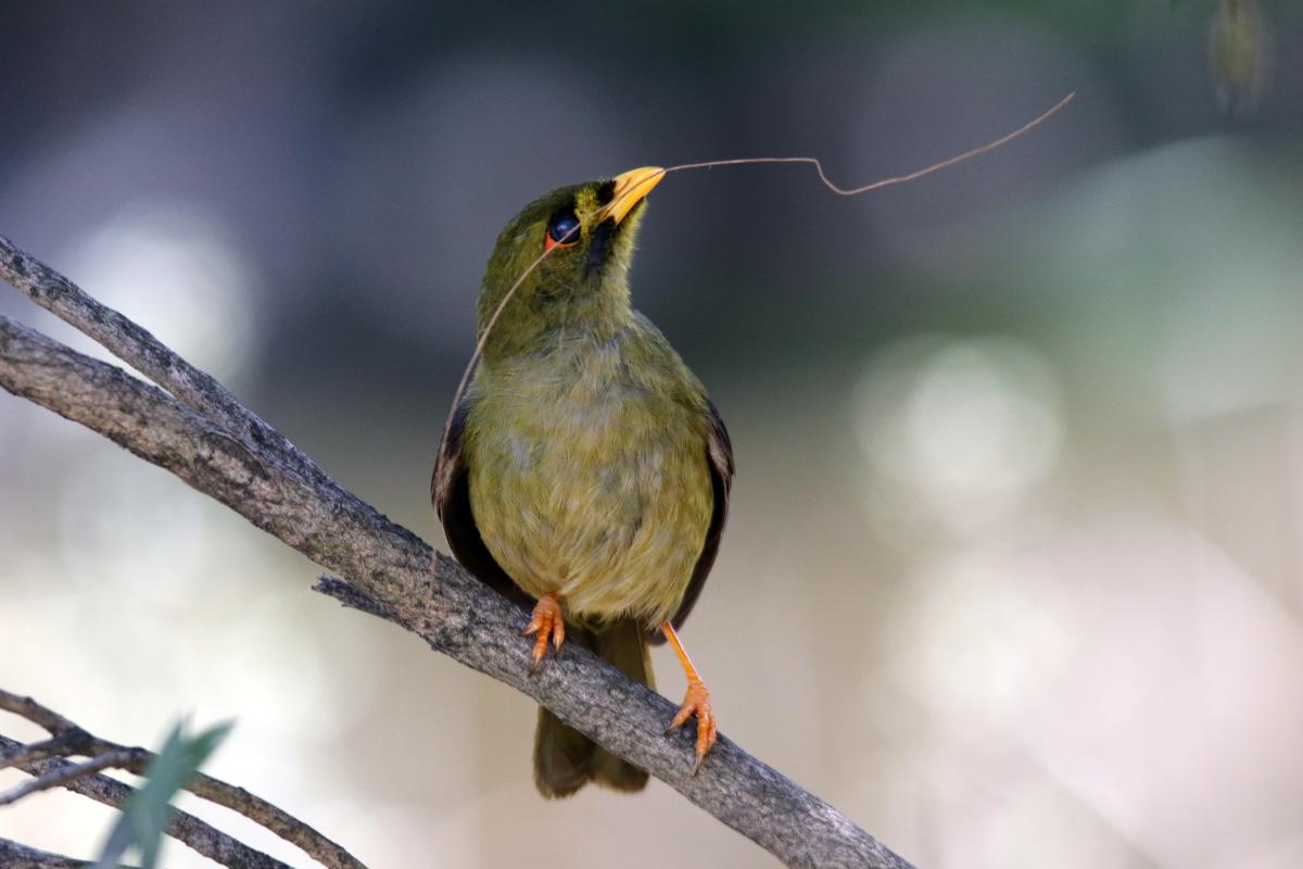 Bell Miner (Manorina melanophrys)