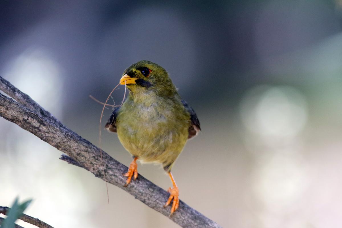 Bell Miner (Manorina melanophrys)