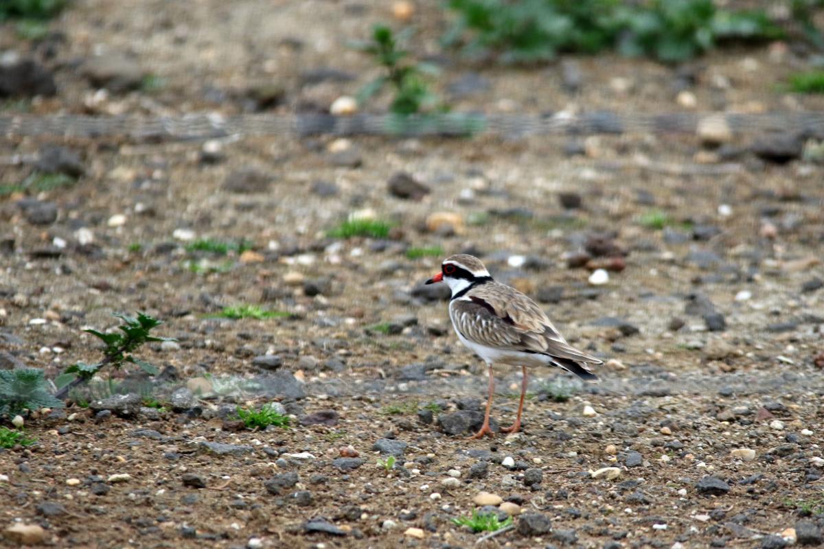 Black-fronted Dotterel (Elseyornis melanops)