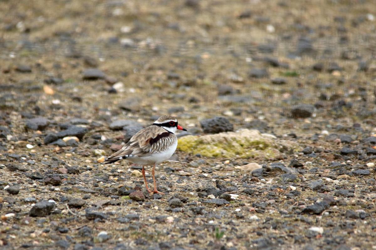 Black-fronted Dotterel (Elseyornis melanops)