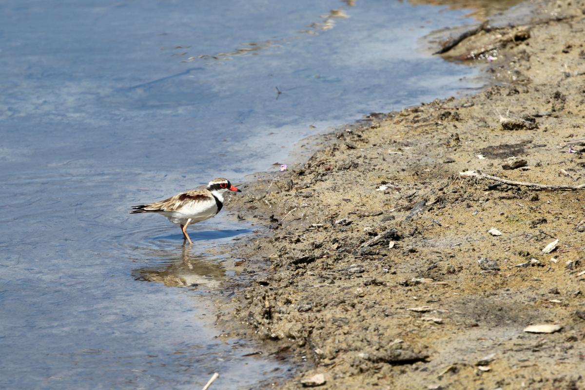 Black-fronted Dotterel (Elseyornis melanops)