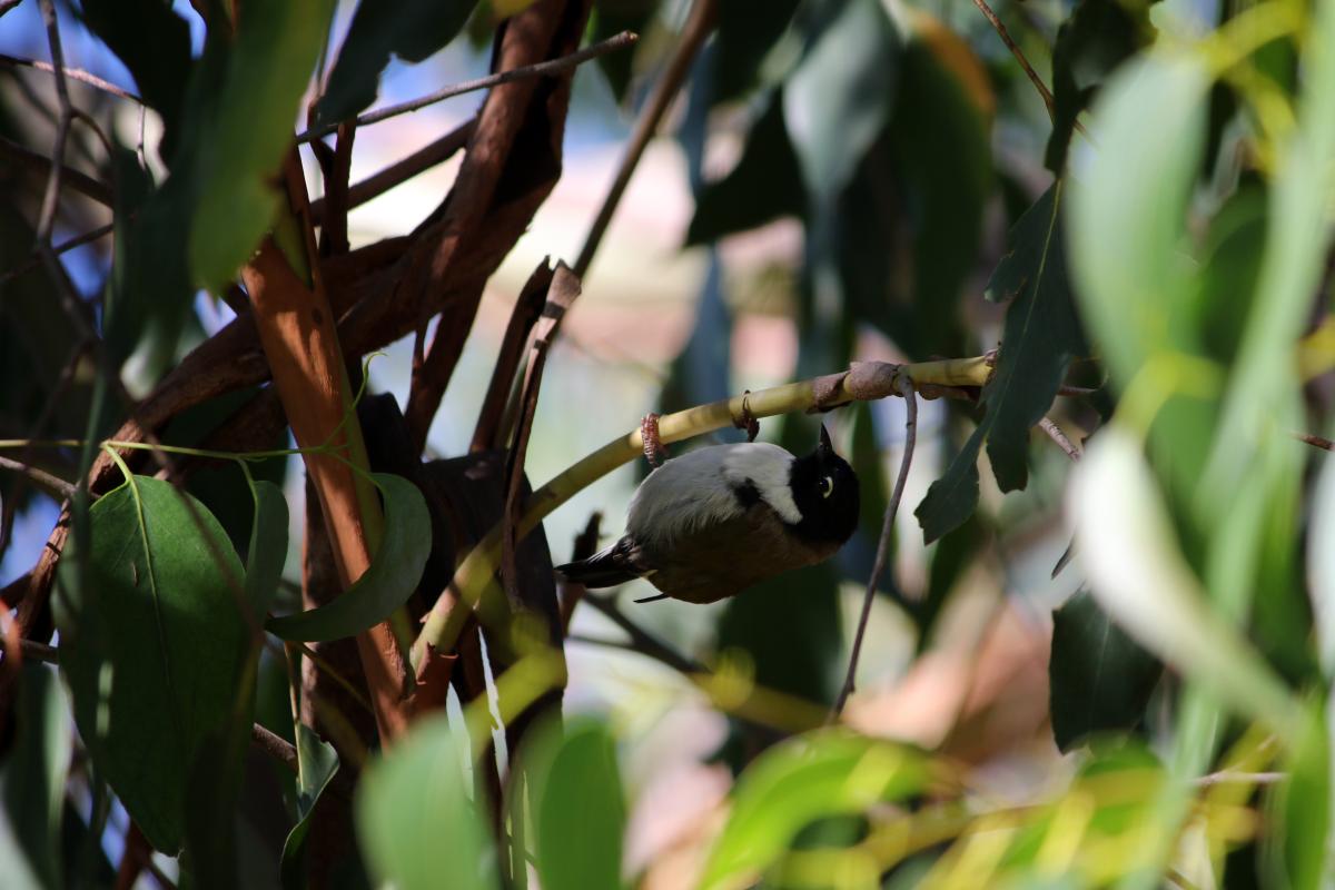 Black-headed honeyeater (Melithreptus affinis)