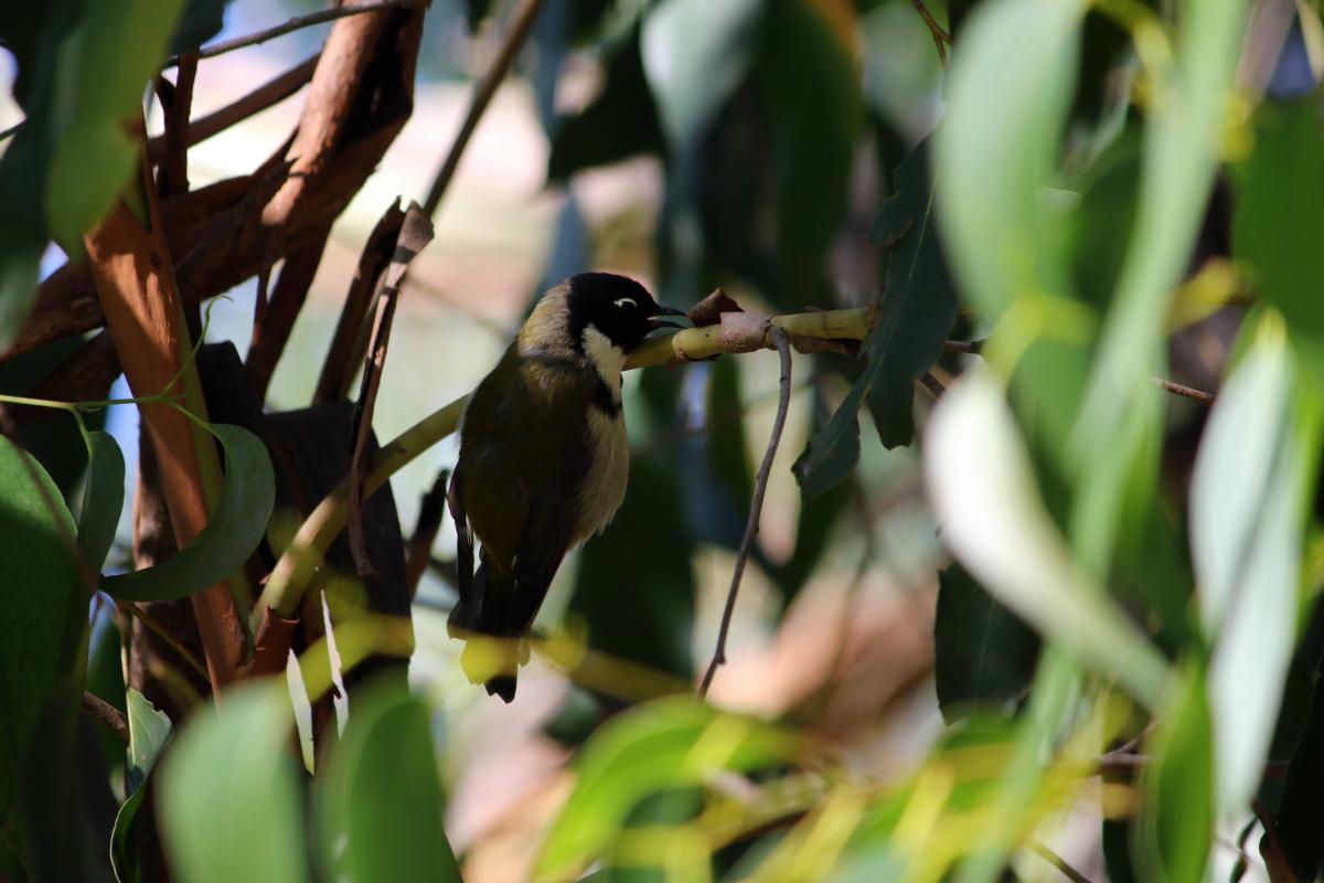 Black-headed honeyeater (Melithreptus affinis)