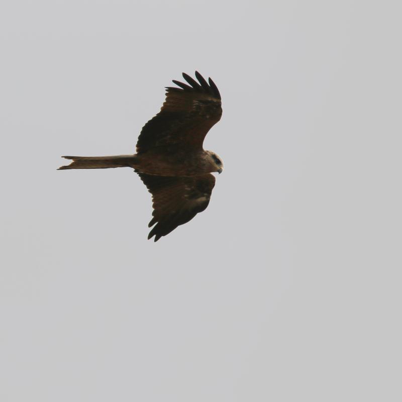 Black Kite (Milvus migrans)