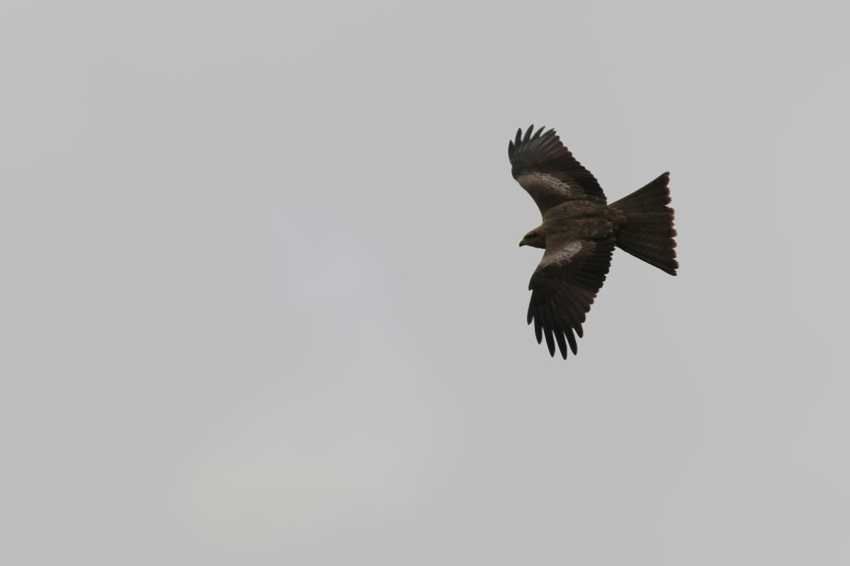 Black Kite (Milvus migrans)