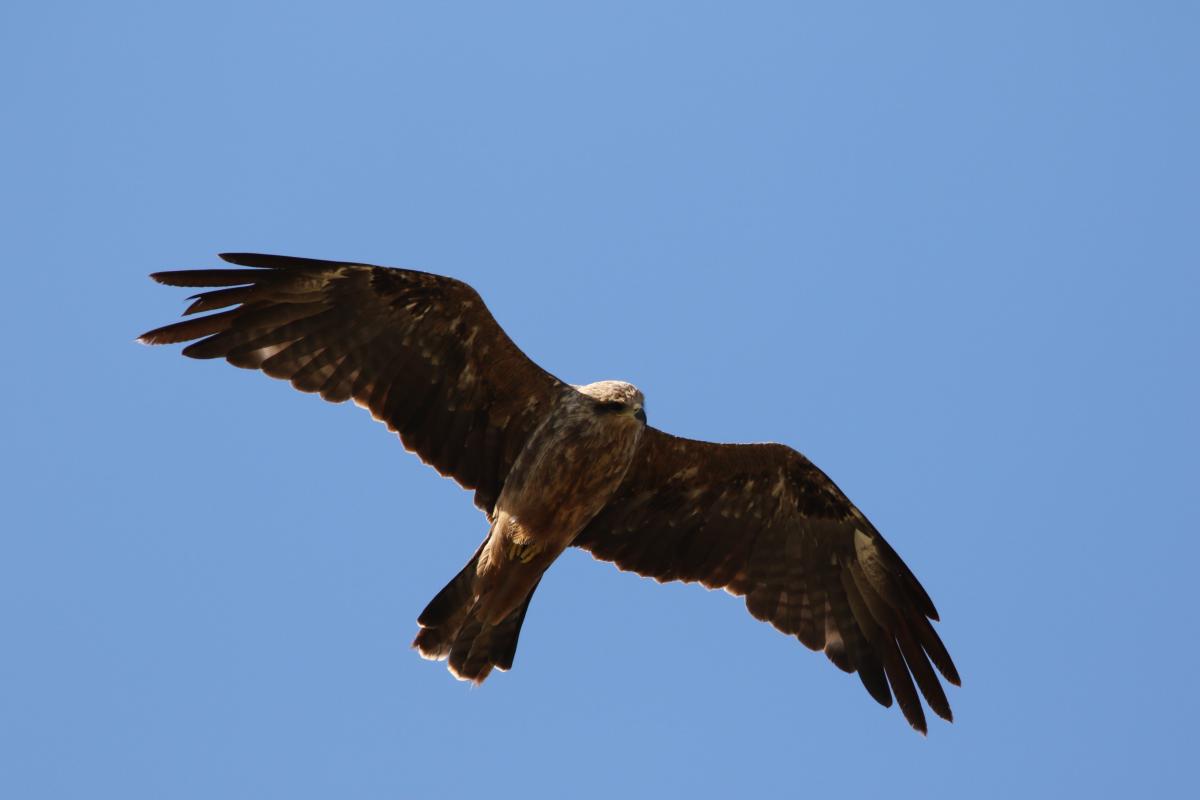 Black Kite (Milvus migrans)