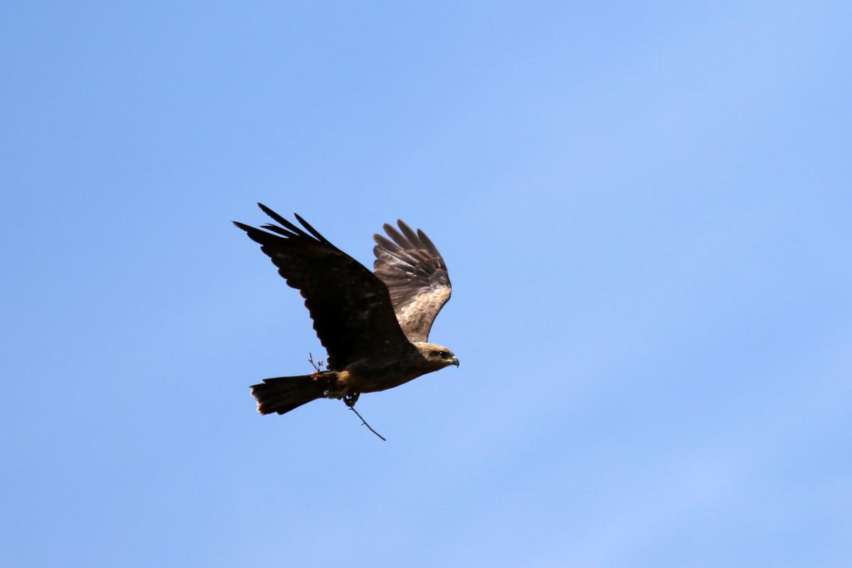 Black Kite (Milvus migrans)