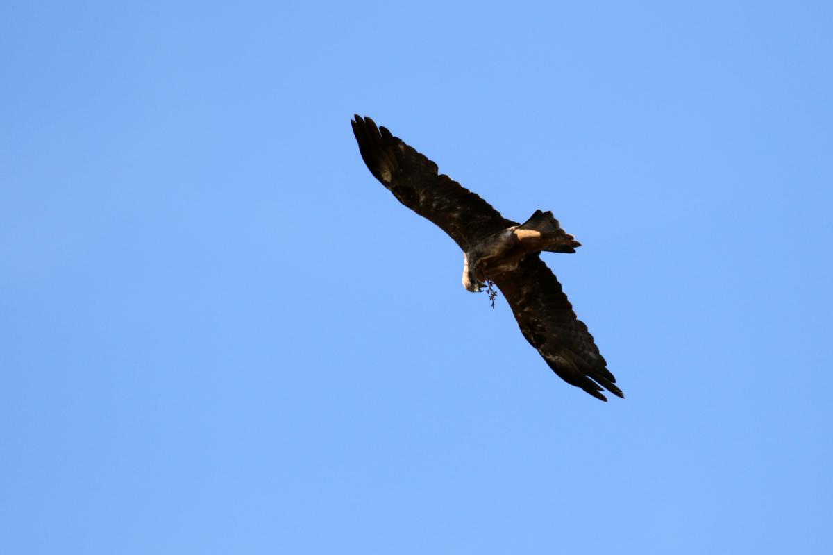 Black Kite (Milvus migrans)