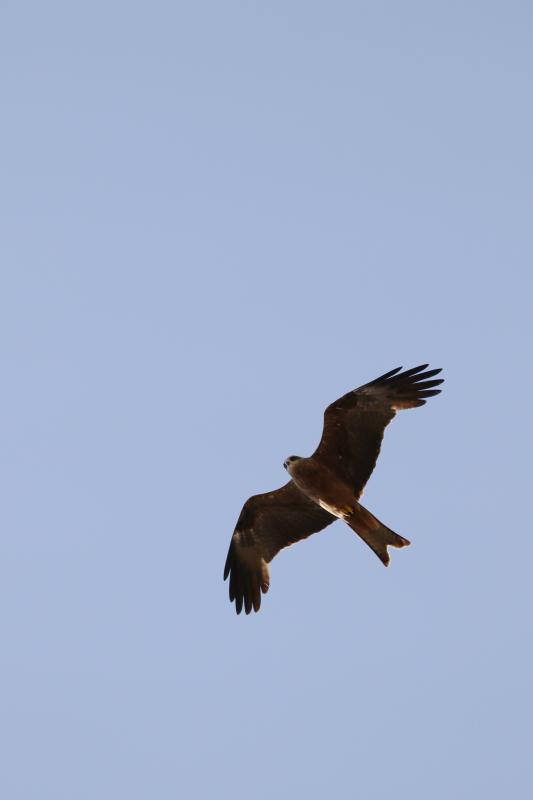 Black Kite (Milvus migrans)