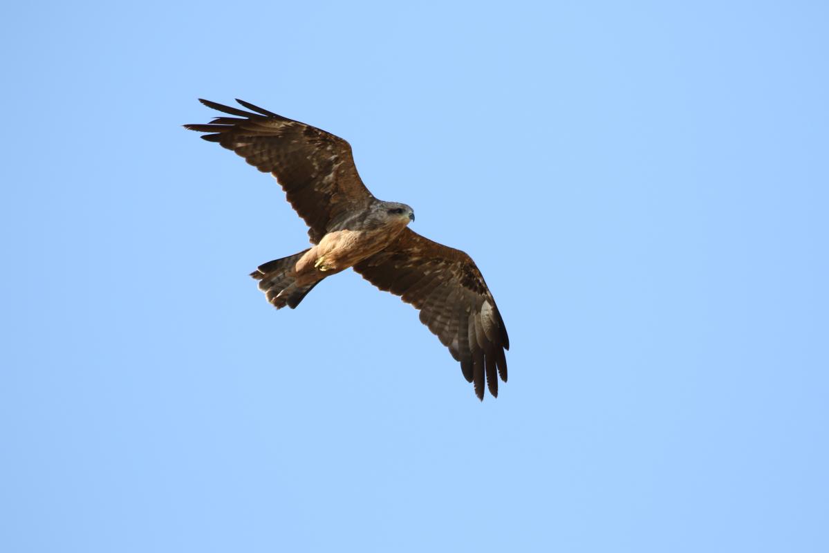 Black Kite (Milvus migrans)