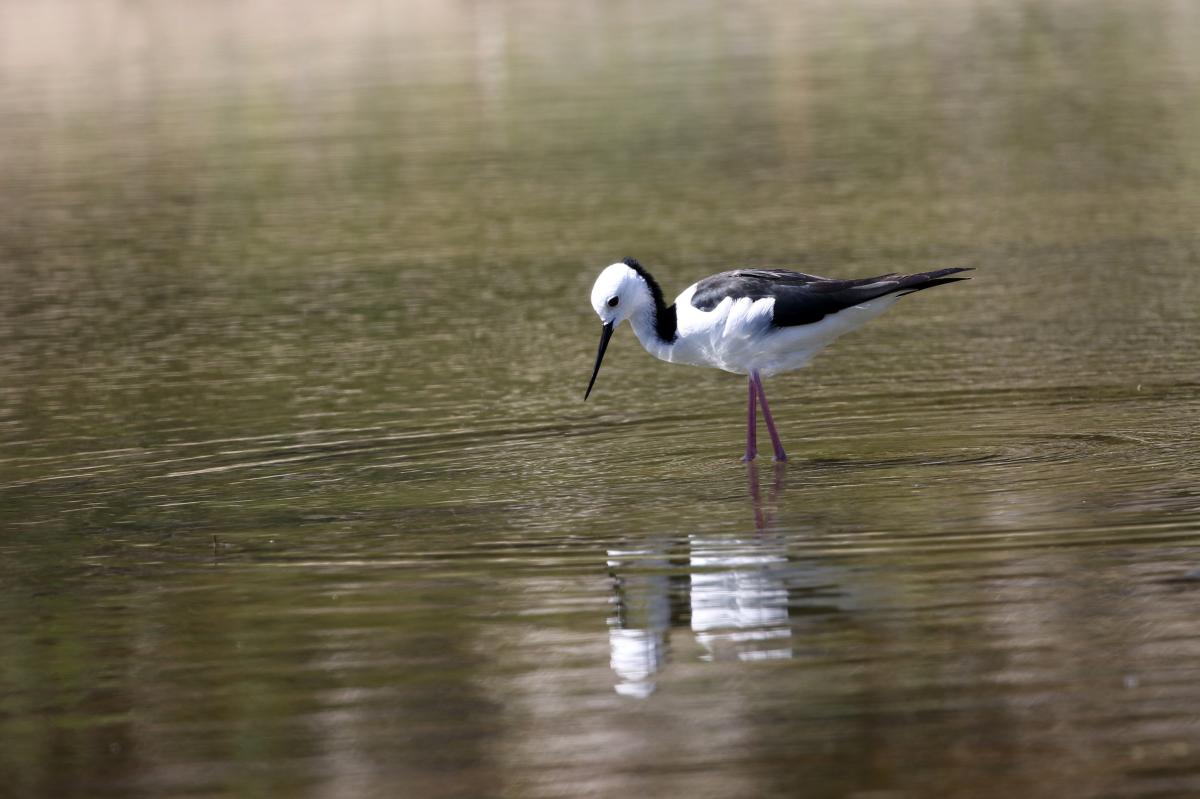 Black-winged Stilt (Himantopus himantopus)