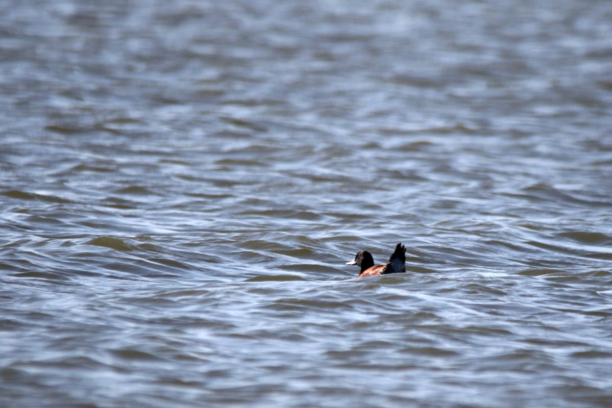 Blue-billed duck (Oxyura australis)