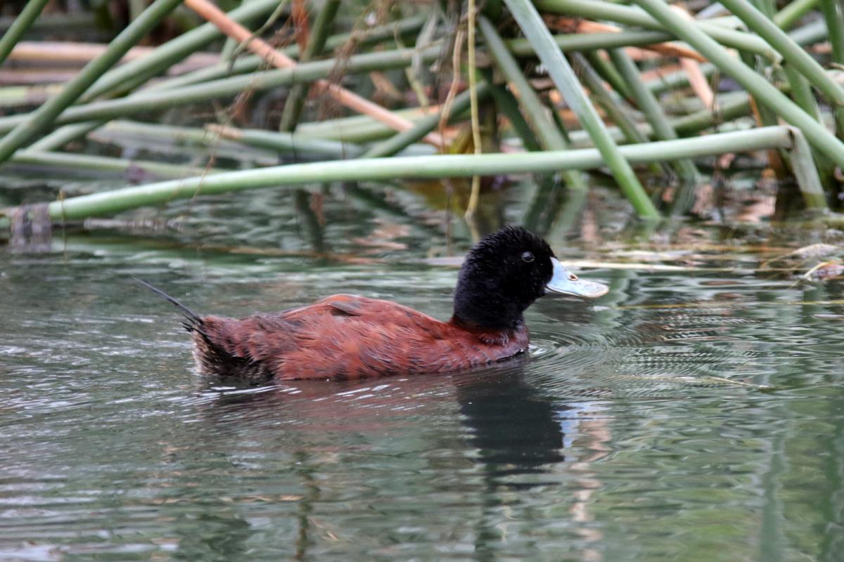 Blue-billed duck (Oxyura australis)