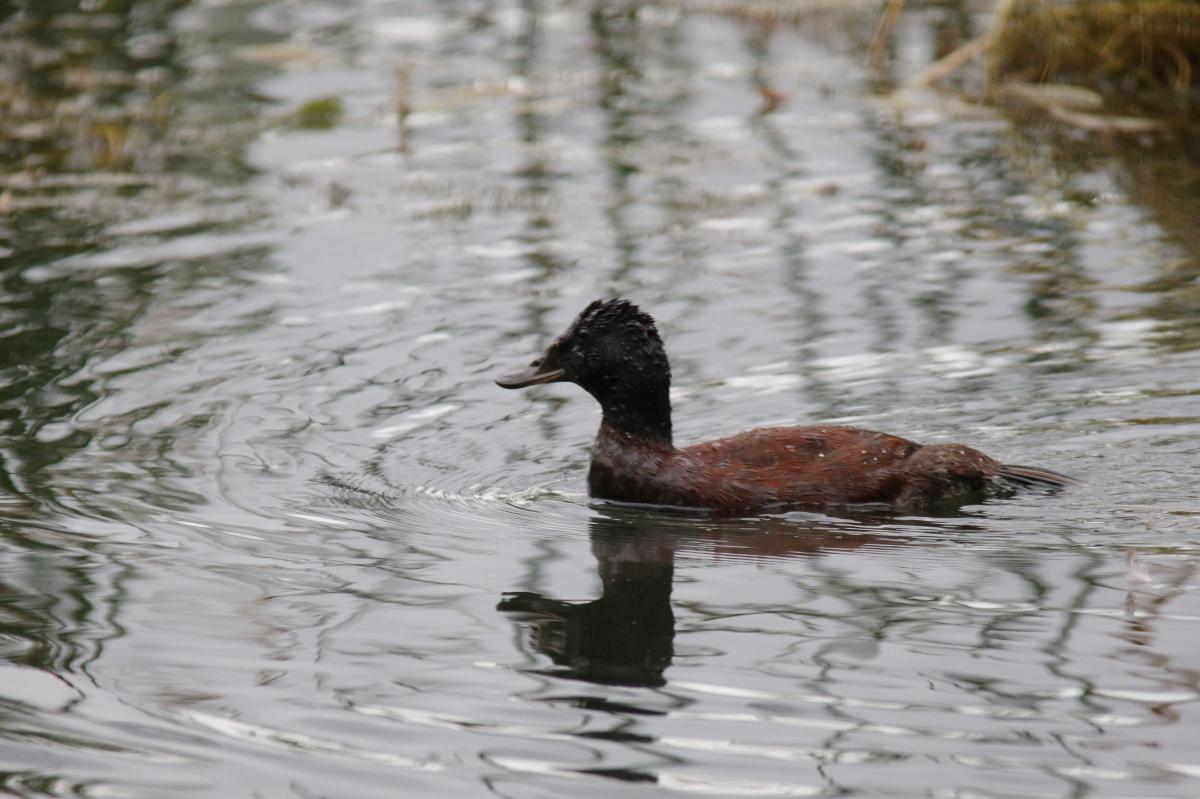 Blue-billed duck (Oxyura australis)