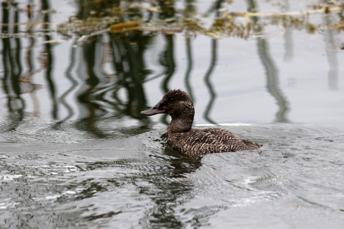 Blue-billed duck (Oxyura australis)