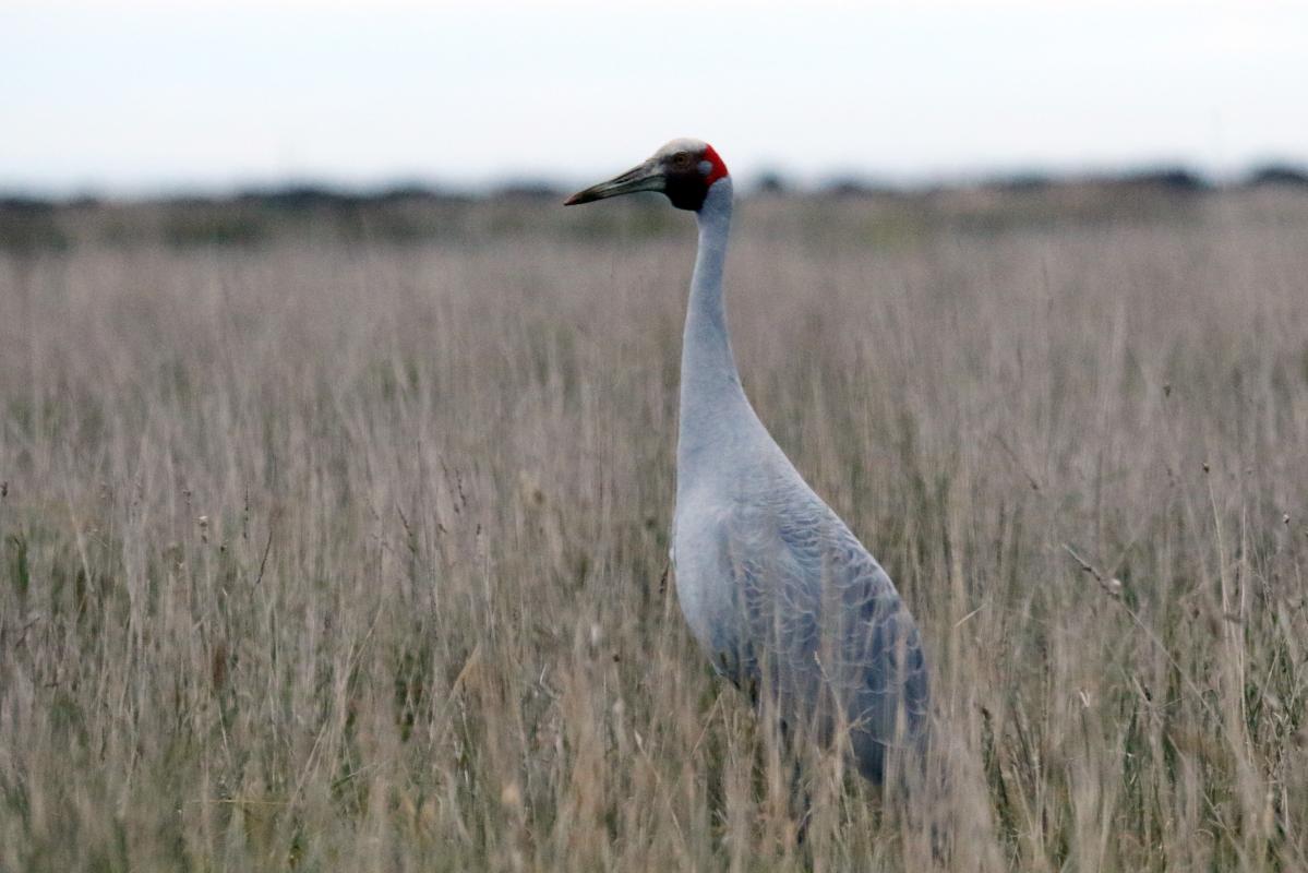 Brolga (Grus rubicunda)