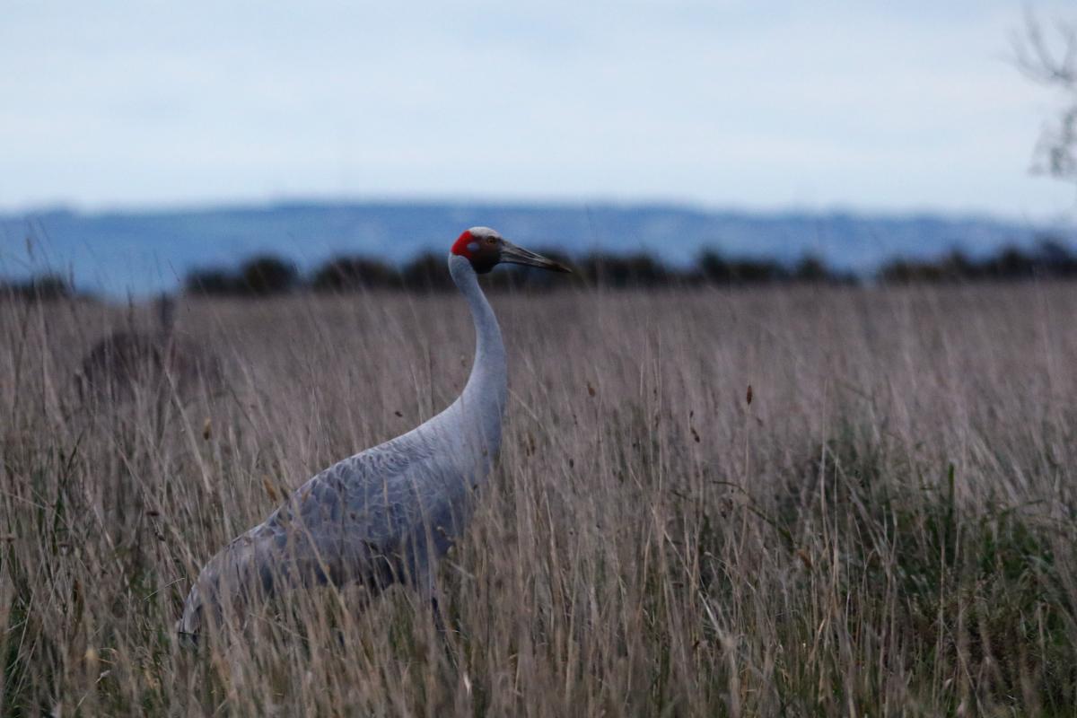 Brolga (Grus rubicunda)