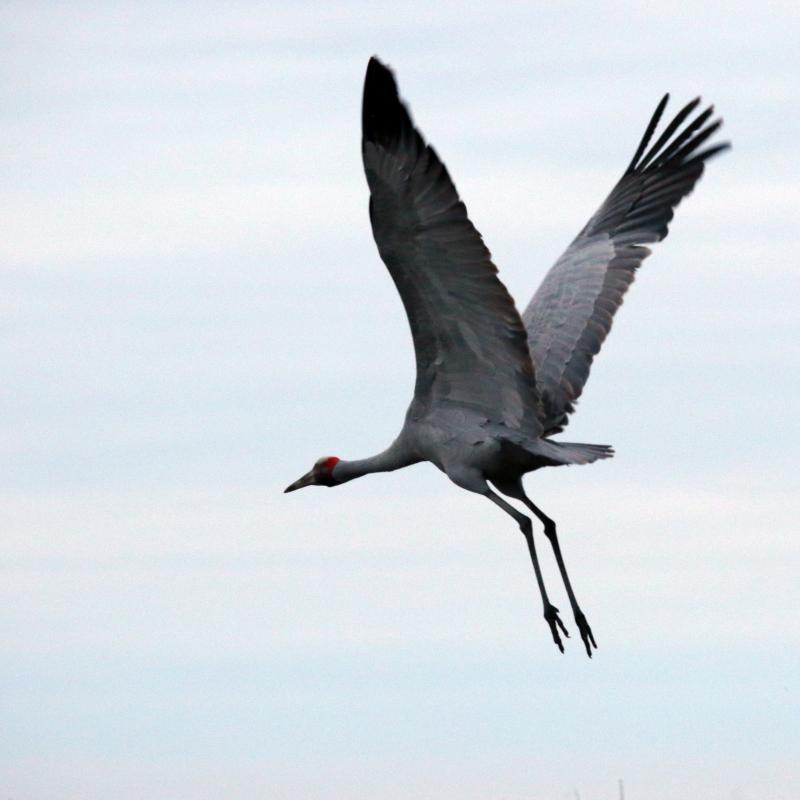 Brolga (Grus rubicunda)