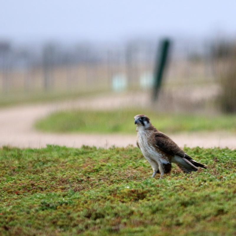 Brown Falcon (Falco berigora)