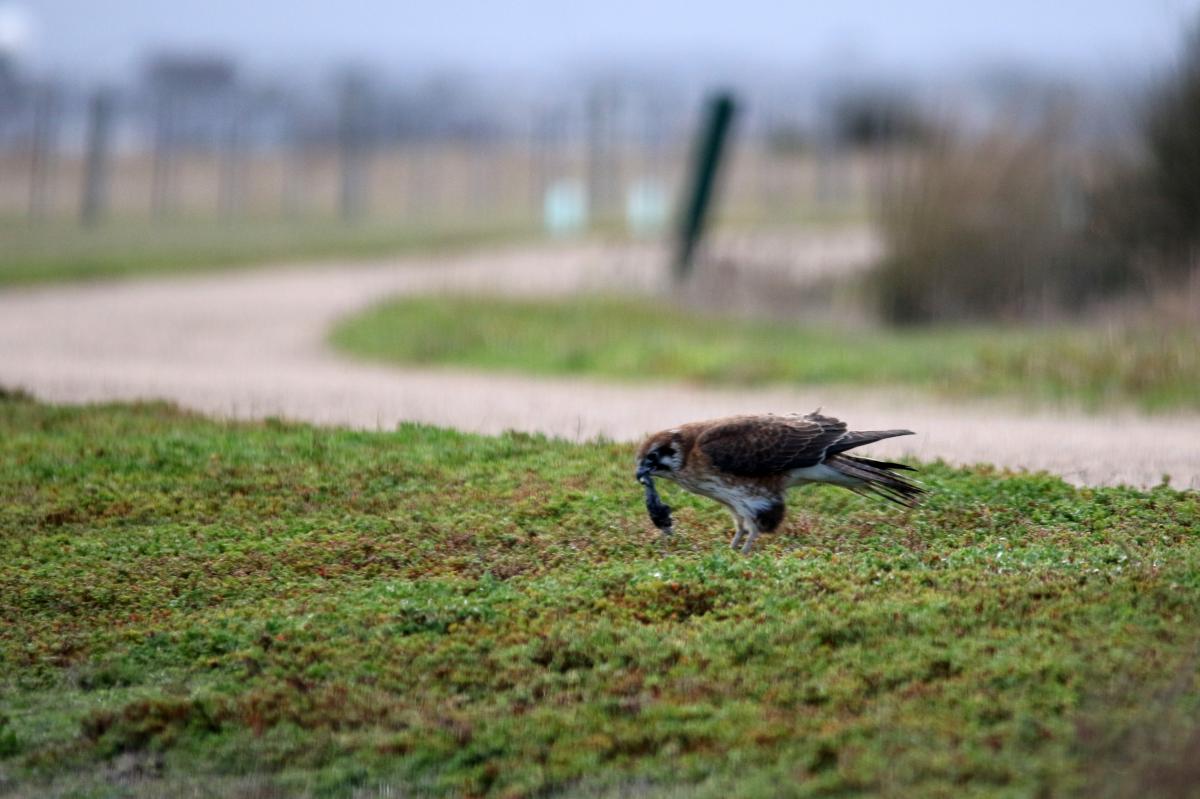 Brown Falcon (Falco berigora)