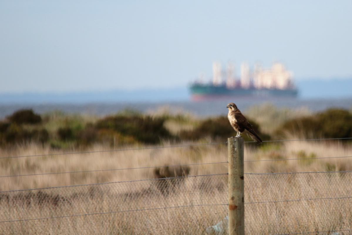 Brown Falcon (Falco berigora)