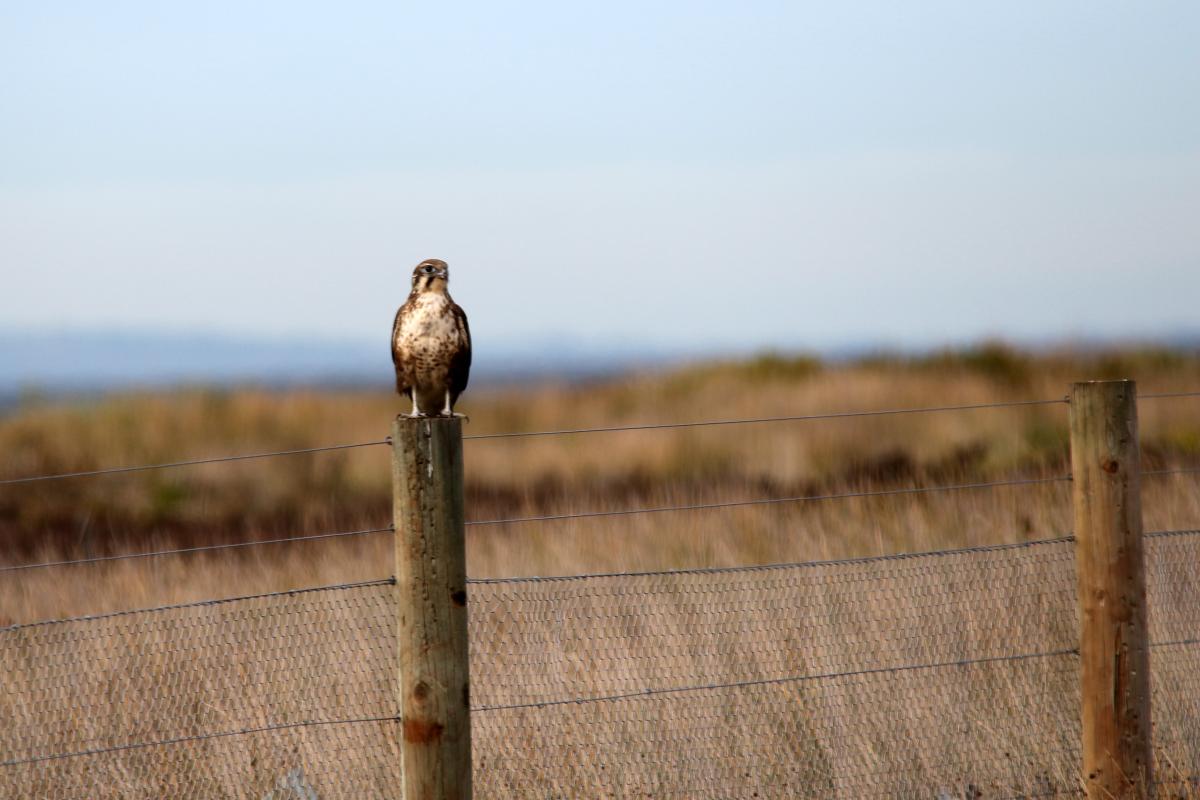 Brown Falcon (Falco berigora)