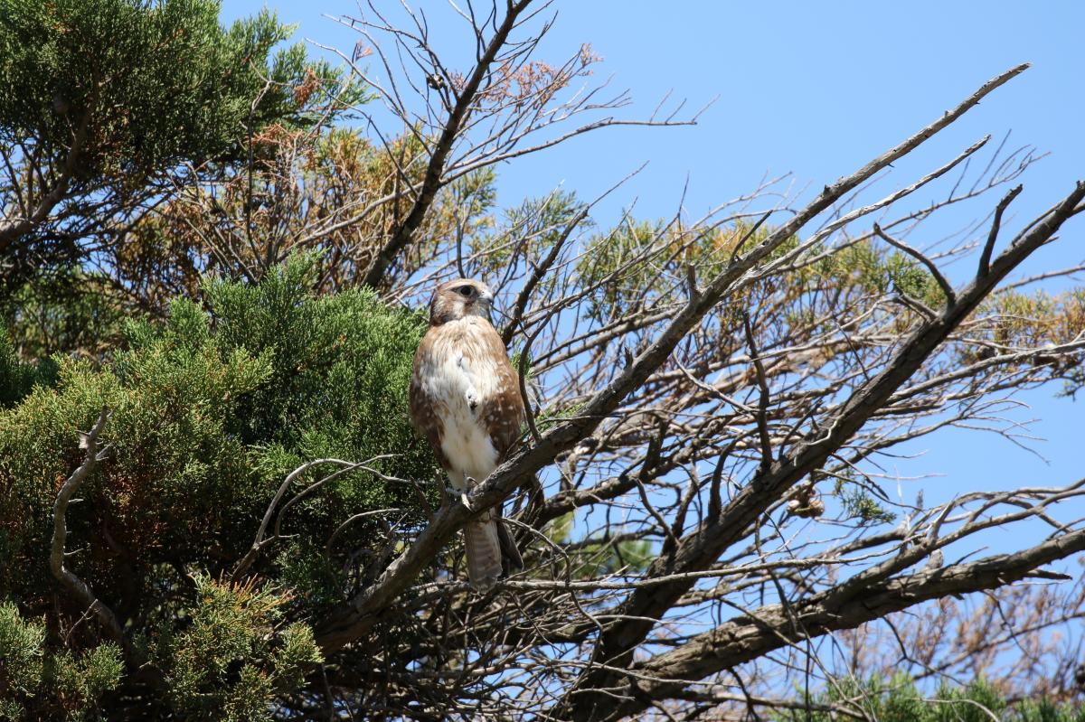 Brown Falcon (Falco berigora)