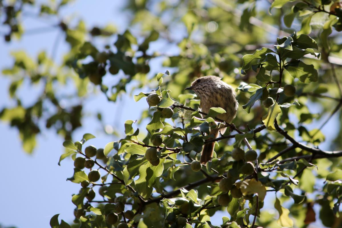 Brown Thornbill (Acanthiza pusilla)