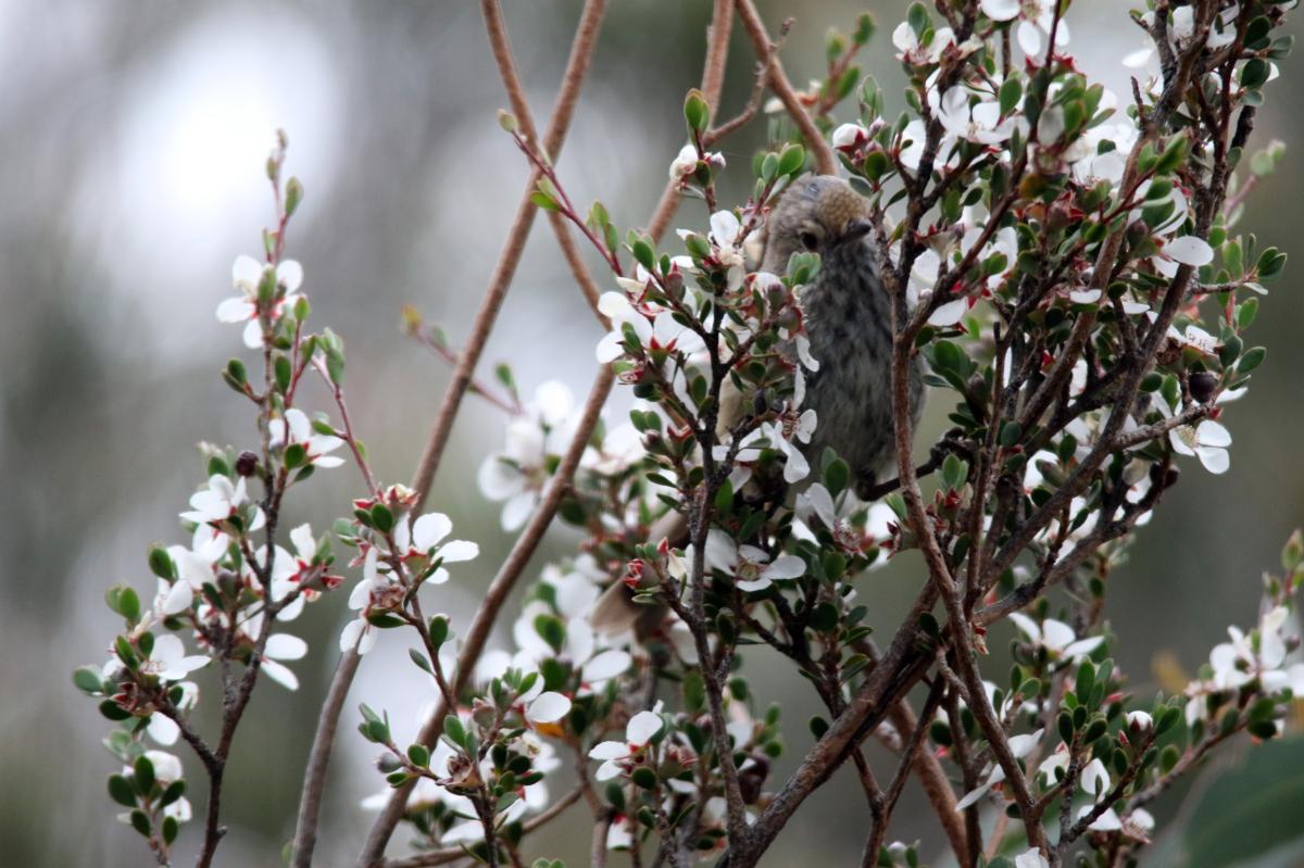 Brown Thornbill (Acanthiza pusilla)