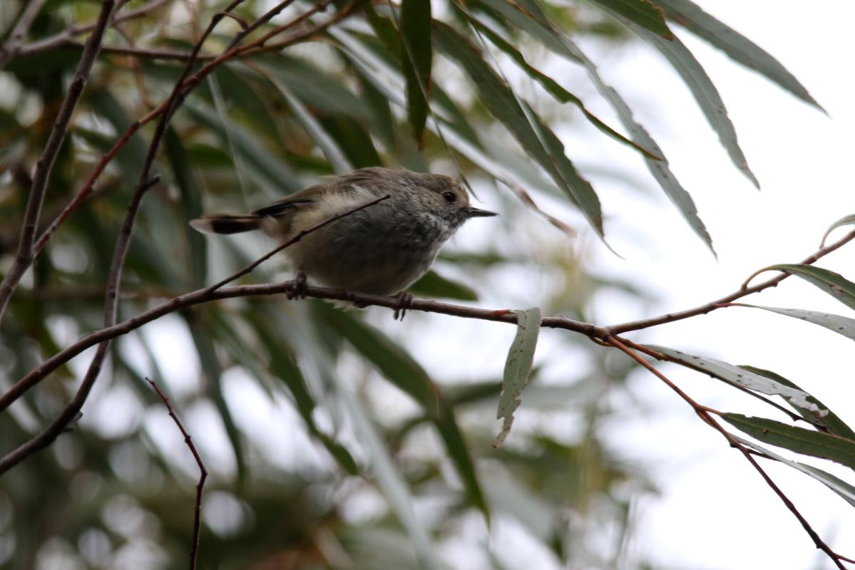 Brown Thornbill (Acanthiza pusilla)